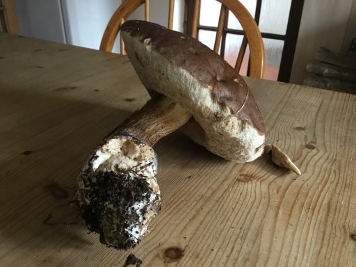Boletes Mushroom Large brown mushroom with a thick stem, resting on a wooden table.