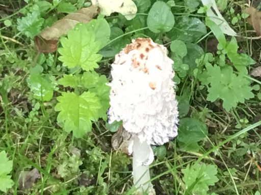 What a Beauty White mushroom with a textured cap, surrounded by green leaves and grass.