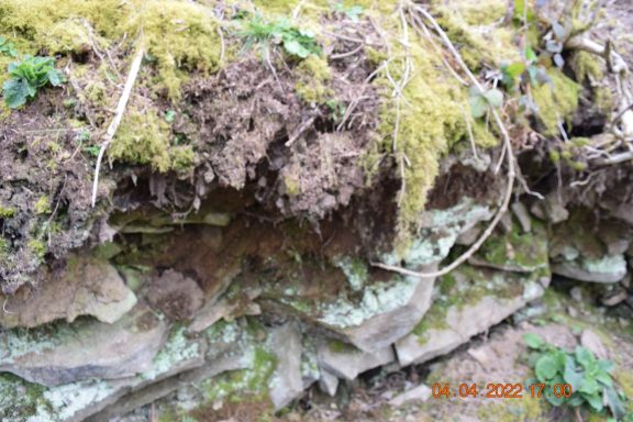 Mosses & Rocks Close-up of layered soil and rock, with moss and roots partially exposed.