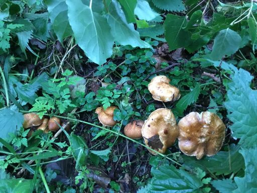 Found these near a stream Various mushrooms growing among green foliage on the forest floor.