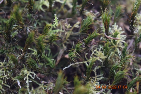Mosses Green moss with varied textures growing densely on the forest floor.