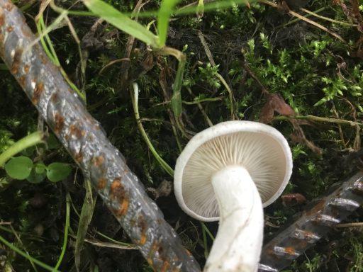 Poisonous? White mushroom growing near rusted metal and green grass.