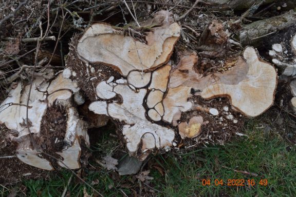 Felled diseased tree Close-up of a weathered log showing intricate wood patterns and textures.