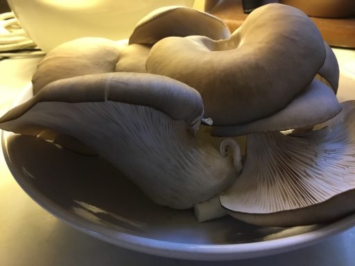 Oyster Mushrooms A pile of fresh, large oyster mushrooms on a white plate.